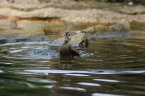 Water bird in water