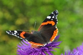 stunningly beautiful admiral Butterfly