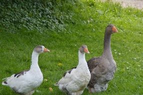 three cute goose on a farm