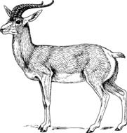 Antelope standing drawing