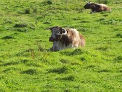 cows lie on green grass