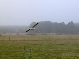 Seagull Bird flying in meadow