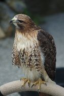 perched pride falcon