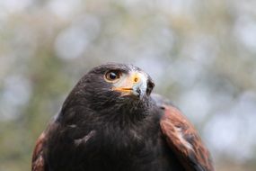 attractive Raptor Milan Bird