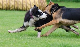 playing dogs on green grass