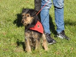 participant of dog parade