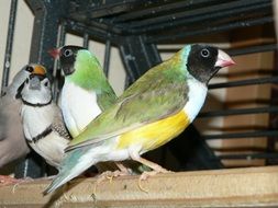 Gouldian birds