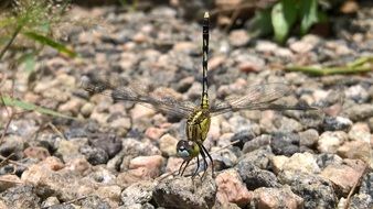 Dragonfly on the stone in the forest