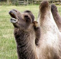 camel on a green meadow