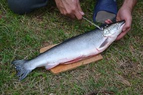 clean fresh fish