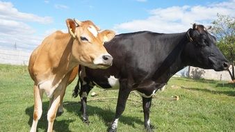 Cows on a meadow in a village