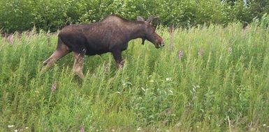 young male Moose walking through grass