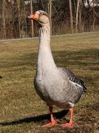 gray goose in nature