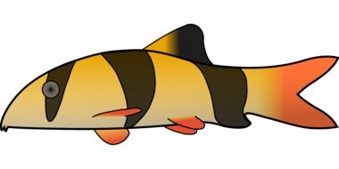 Clown Fish drawing