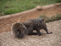 cute squirrel in nature close-up on blurred background