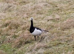 wild Barnacle Goose stays on meadow