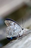 blue butterfly on the surface