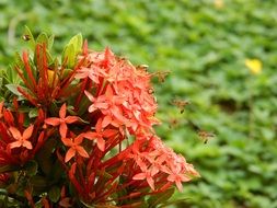 insects flew to the flower to collect nectar