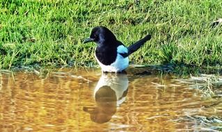 Maggie Bird on a lake bank