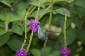 hummingbird in flight over a purple flower