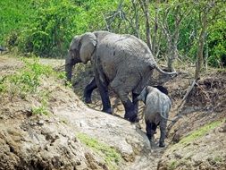 female elephant with cub in the wild