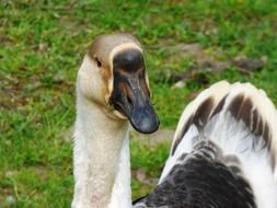 wild goose with black beak