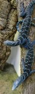 Blue iguanas