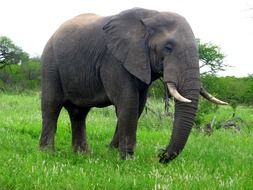 Elephant walking on grass