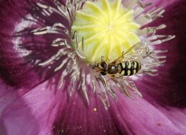 hover fly on the purple flower