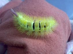 Hairy green Caterpillar Close up