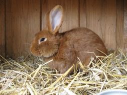 Brown rabbit in its house on farm