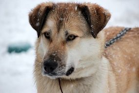 cute guard dog in snowy weather