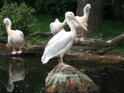 white Pelikans at Water in Zoo