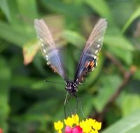 beautiful Summer Butterfly