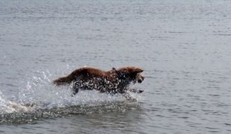 stunningly beautiful Toller Dog in water