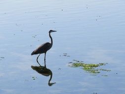 blue heron is reflected in the water of the pond