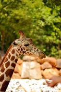 brown african giraffe