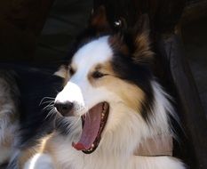 yawning thoroughbred dog close-up