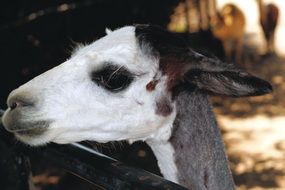 White head of alpaca