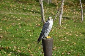 Falcon Bird Predator