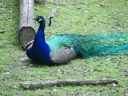 Peacock Bird Zoo