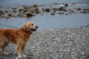 Golden retriever on the pebbles on the beach