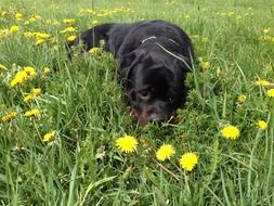 Rottweiler dog on meadow