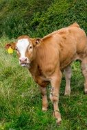 red farm dairy cow