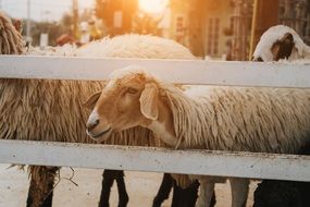 farm sheep in paddock