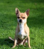 little chihuahua sits on the green grass