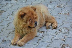 Chow Chow dog is lying on the sidewalk