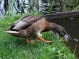 duck cleans paws on green grass