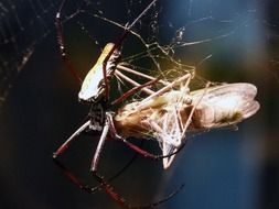 a spider and a butterfly in a web close-up on blurred background