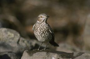 sage thrasher, gray spotted bird on the stone